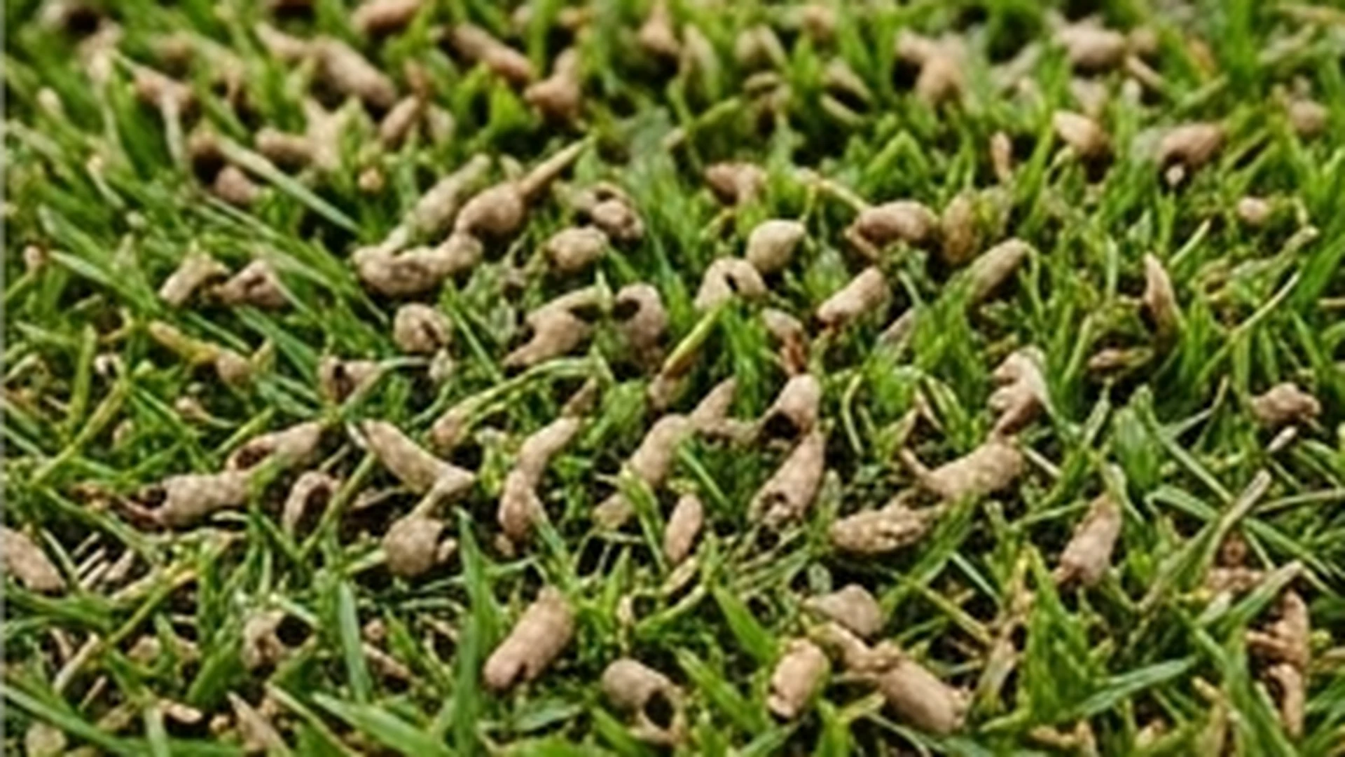 Lawn fertilization
